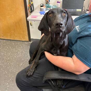 Mixed Breed Dogs Available for Adoption in Columbiana, Alabama - Faye | PetCurious