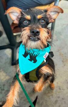 Captain -  Yorkshire Terrier Dog for Adoption in Ramona, California - Captain | PetCurious