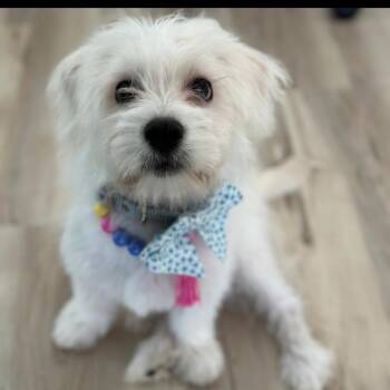 Chloe -  Maltese Dog for Adoption in Buford, Georgia - Chloe | PetCurious