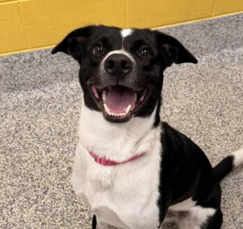 Ricochet -  Border Collie and Labrador Retriever Dog for Adoption in Golden, Colorado - Ricochet | PetCurious
