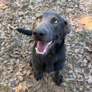 Remington -  Shepherd and Weimaraner Dog for Adoption in Birmingham, Alabama - Remington | PetCurious
