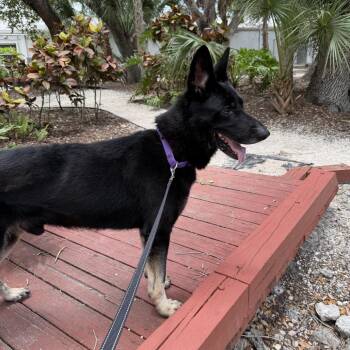 George -  Mixed Breed Dog for Adoption in Sarasota, Florida - George | PetCurious