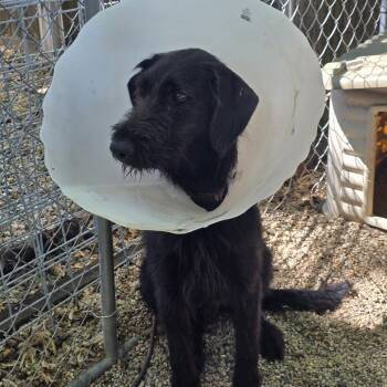 Mixed Breed Dogs Available for Adoption - Ronan | PetCurious