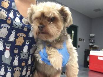 TUCKER -  Yorkshire Terrier Dog for Adoption in Thousand Palms, California - TUCKER | PetCurious