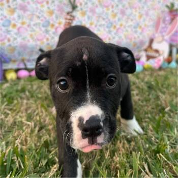 Rescue Staffordshire Bull Terrier Dogs for Adoption in Spring, Texas - Harper | PetCurious