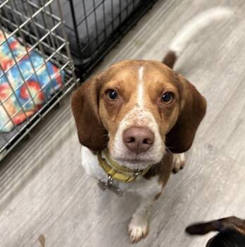 Beagle Dogs Available for Adoption in Tomball, Texas - Biscuit | PetCurious