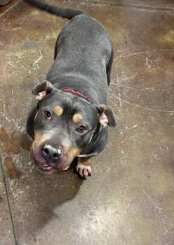 Ruby -  Mixed Breed Dog for Adoption in Cincinnati, Ohio - Ruby | PetCurious