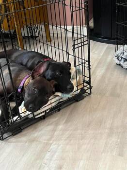Kiwi -  Labrador Retriever Dog for Adoption in Valley Stream, New York - Kiwi | PetCurious