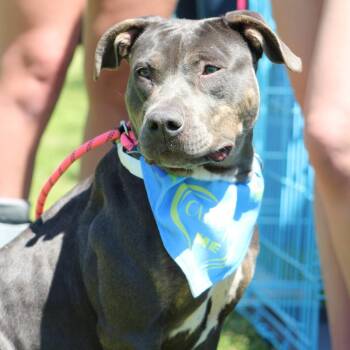 Mixed Breed Dogs Available for Adoption in Columbiana, Alabama - Autumn (ADOPTION FEE SPONSORED) | PetCurious