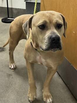FLORA -  Pit Bull Terrier and Mixed Breed Dog for Adoption - FLORA | PetCurious