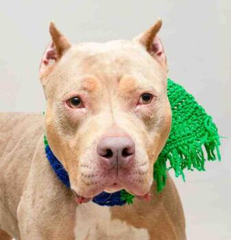 American Staffordshire Terrier Dogs Available for Adoption - Dory | PetCurious