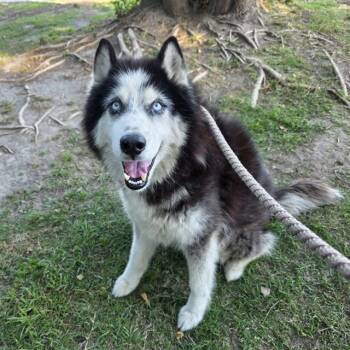 Siberian Husky Dogs Available for Adoption in Long Beach, California - GRIZZ | PetCurious