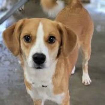 Mixed Breed Dogs Available for Adoption in Monticello, New York - Gemma | PetCurious