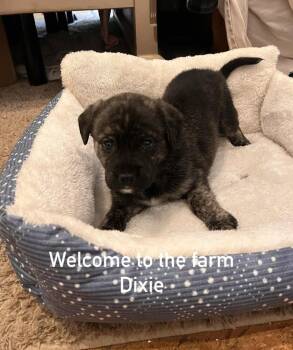 Dixie -  Labrador Retriever and Pit Bull Terrier Dog for Adoption in West Peoria, Illinois - Dixie | PetCurious
