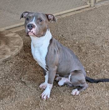 Pit Bull Terrier Dogs Available for Adoption - Maximus A216285 | PetCurious