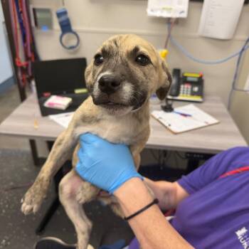 Mayo -  Mixed Breed Dog for Adoption in Columbiana, Alabama - Mayo | PetCurious
