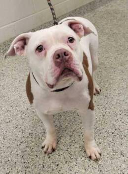 Norma -  Pit Bull Terrier and Mixed Breed Dog for Adoption in Kansas City, Missouri - Norma | PetCurious