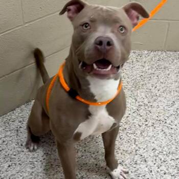 Mikey -  Pit Bull Terrier and Mixed Breed Dog for Adoption - Mikey | PetCurious