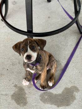 Meredith -  Mountain Cur Dog for Adoption in Sorrento, Louisiana - Meredith | PetCurious
