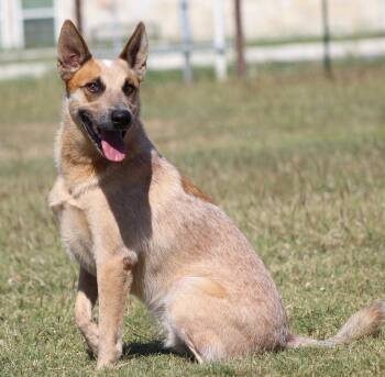 Jack -  Cattle Dog Dog for Adoption in Temple, Texas - Jack | PetCurious