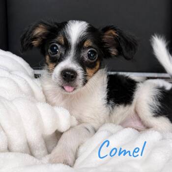 Comel -  Shih Tzu and Chihuahua Dog for Adoption in Olathe, Kansas - Comel | PetCurious