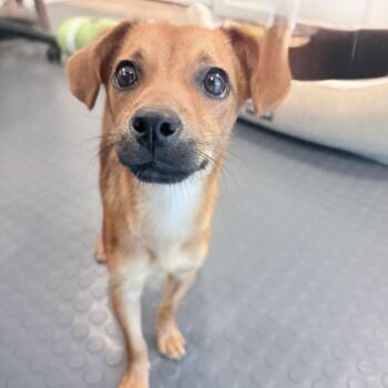 Taffy -  Mixed Breed Dog for Adoption in Keaau, Hawaii - Taffy | PetCurious