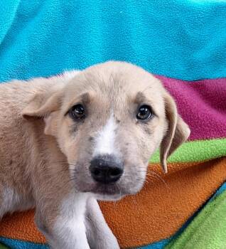Labrador Retriever Dogs Available for Adoption in Missouri City, Texas - Chasko WA14375-T LOCAL Adoption Event In Bellevue 5-24 | PetCurious