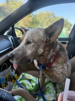 Rescue Fox Terrier and Mixed Breed Dogs for Adoption in Houston, Texas - Memo | PetCurious