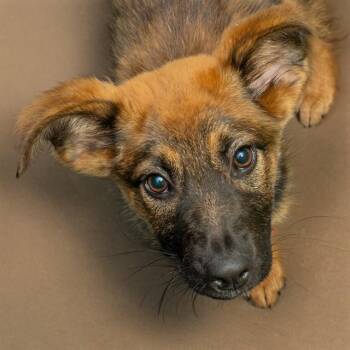 NANI -  German Shepherd Dog and Mixed Breed Dog for Adoption in St. Louis, Missouri - NANI | PetCurious