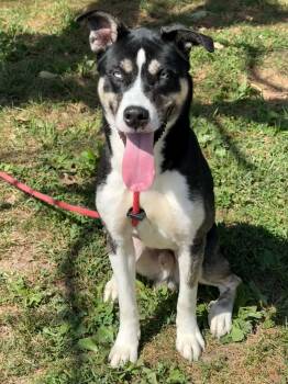 Perry -  Husky Dog for Adoption in Springfield, Illinois - Perry | PetCurious