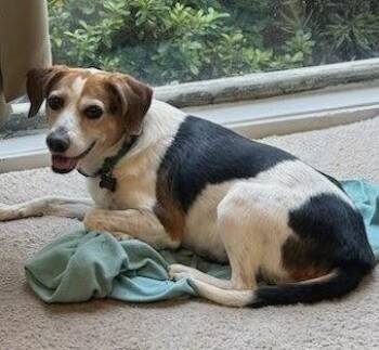 Lucy XII -  Beagle Dog for Adoption in Dunnellon, Florida - Lucy XII | PetCurious