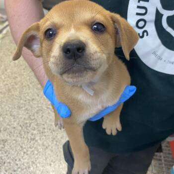 Homo Sapien -  Cattle Dog and Mixed Breed Dog for Adoption in Hattiesburg, Mississippi - Homo Sapien | PetCurious