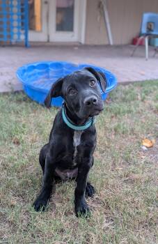 Arlo -  Cane Corso Dog for Adoption in Phoenix, Arizona - Arlo | PetCurious