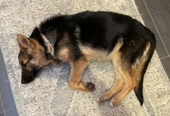 German Shepherd Dog Dogs Available for Adoption in Dallas, Texas - Zezi | PetCurious