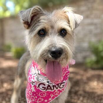 PomPom -  Schnauzer and Wirehaired Terrier Dog for Adoption in Boerne, Texas - PomPom | PetCurious