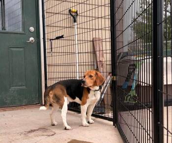 B4 Roger -  Beagle Dog Available for Adoption in Ashland, Wisconsin - B4 Roger | PetCurious