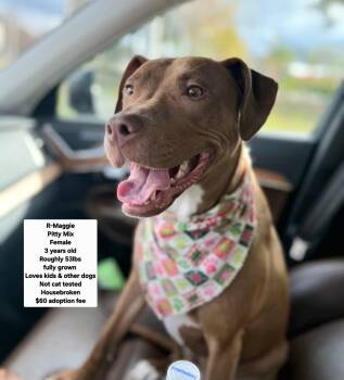 R- Maggie -  Pit Bull Terrier Dog for Adoption in Oviedo, Florida - R- Maggie | PetCurious