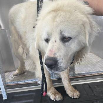 Stray- Polk Huff Rd 2 (Theo) -  Great Pyrenees Dog for Adoption in Roxboro, North Carolina - Stray- Polk Huff Rd 2 (Theo) | PetCurious