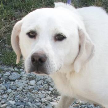 Rescue Labrador Retriever and Great Pyrenees Dogs for Adoption in Gloucester, Virginia - Tangina | PetCurious