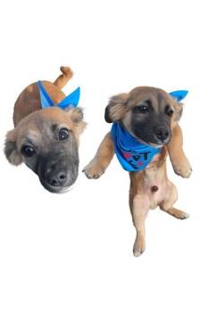 Chihuahua and Pit Bull Terrier Dogs Available for Adoption - Ron | PetCurious