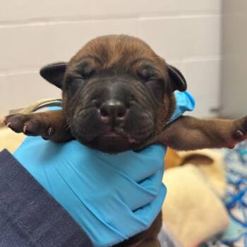 Mixed Breed Dogs Available for Adoption in West Palm Beach, Florida - Sirius | PetCurious