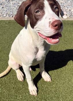 Isiais -  German Shorthaired Pointer and Mixed Breed Dog for Adoption in Port St. Joe, Florida - Isiais | PetCurious