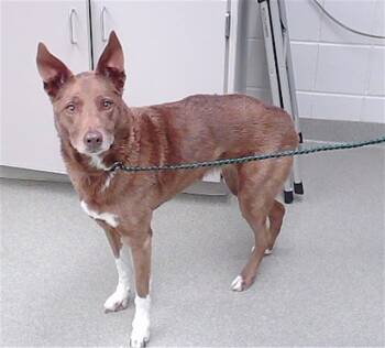 Rescue Australian Kelpie and Mixed Breed Dogs for Adoption in Omaha, Nebraska - MEDUSA | PetCurious