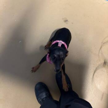 TXAC-Stray-19943 -  Mixed Breed Dog for Adoption in Portland, Texas - TXAC-Stray-19943 | PetCurious