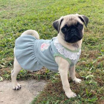 Rescue Pug Dogs for Adoption in Alvin, Texas - Celeste | PetCurious