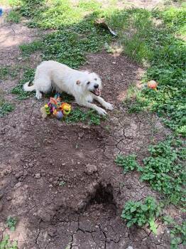 Rescue Terrier Dogs for Adoption in San Antonio, Texas - A759475 | PetCurious