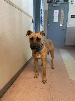 RED -  Mastiff and Mixed Breed Dog for Adoption in San Jose, California - RED | PetCurious