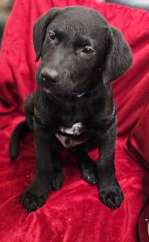 Rescue Mixed Breed Dogs for Adoption in South Portland, Maine - Valor | PetCurious