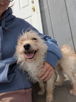 Jack -  Terrier Dog for Adoption in Hermiston, Oregon - Jack | PetCurious