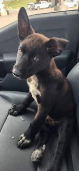 Shepherd Dogs Available for Adoption in Dallas, Texas - Bear | PetCurious